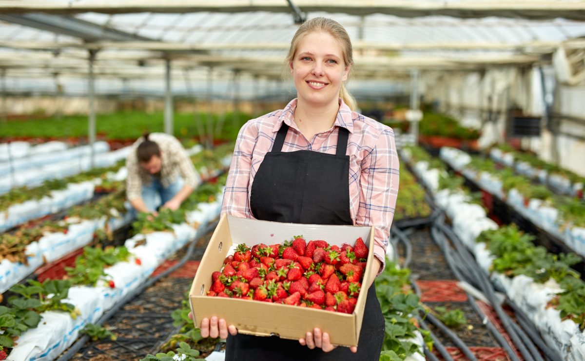 Strawberry Farmer
