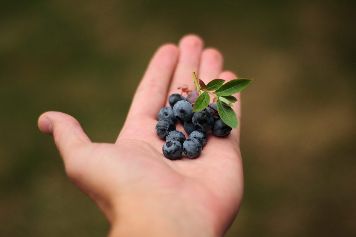 berry farmer blueberries