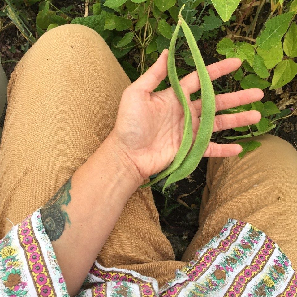 beans from Happiness by the Acre farm