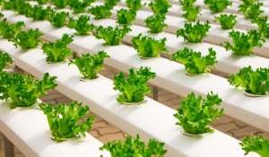 How Are Agricultural Trends Impacting Farming Today
