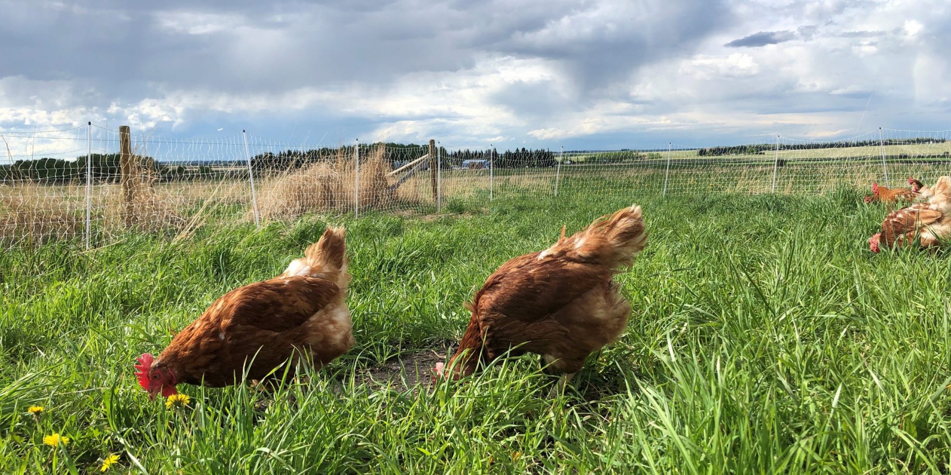 Regenerative Farming Chickens on Field