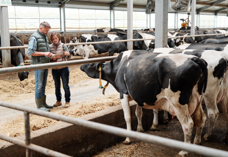 Solutions for Dairy Farmers | Agrilyze Agritech Solutions