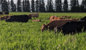 What is Precision Grazing and How Can It Maximize Farm Potential