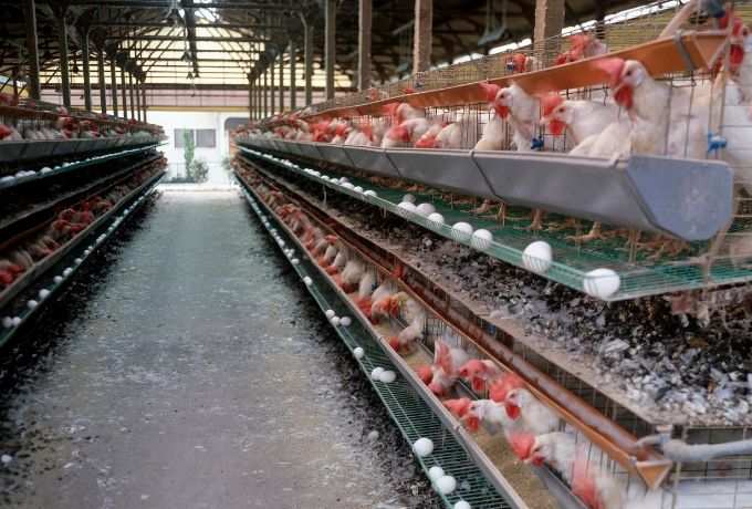 poultry farm management system project