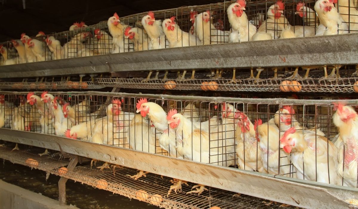 AEM Code Livestock and Poultry Areas