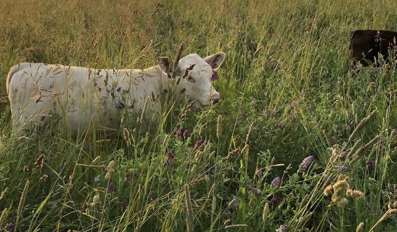 cows grazing in tall grass field