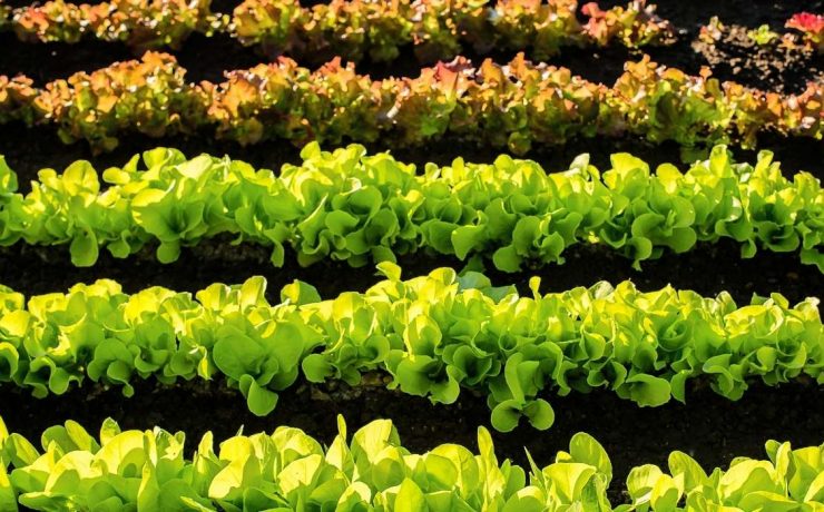 Lettuce growing in rows food scientist feature image