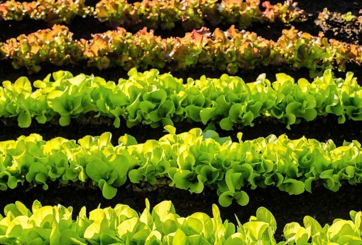 Lettuce growing in rows food scientist feature image