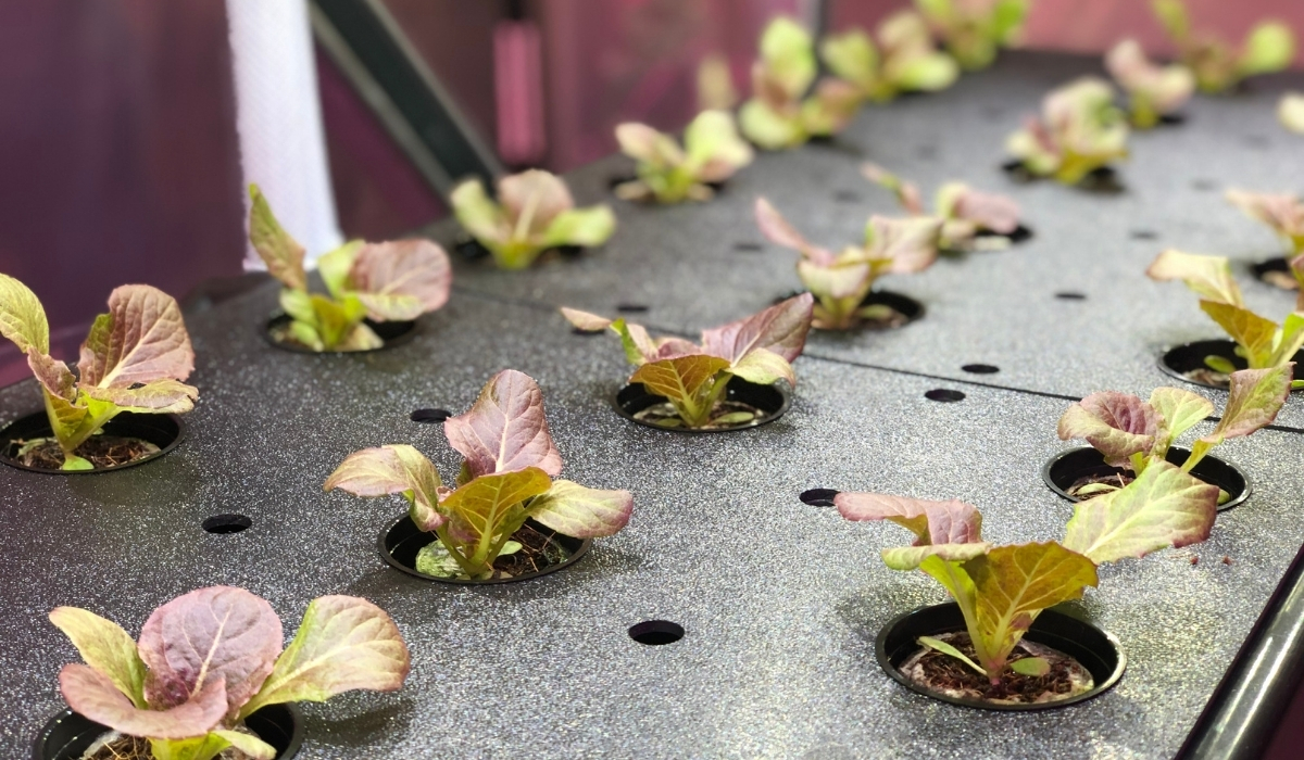 Vertical Farming Technology Growing Lettuce QuantoTech Solutions Ltd.